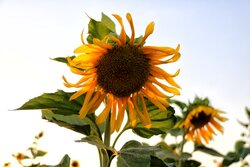 Sunflower field in Kermanshah
