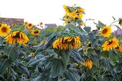 کشت آفتابگردان در ۷۰ هکتار از مزارع بهشهر