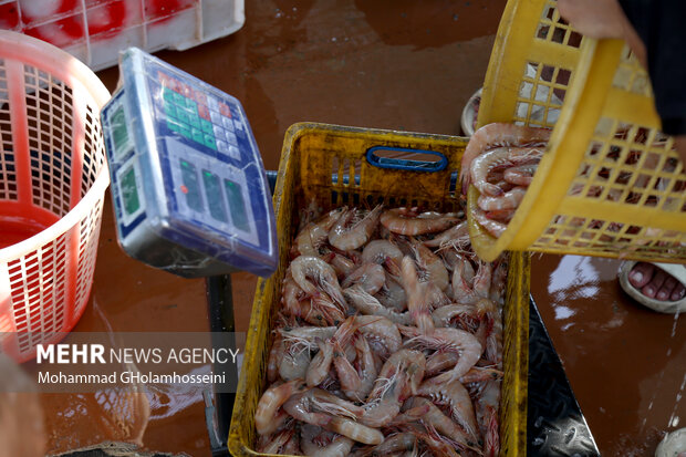 بهبود ذخایر میگو در خلیج فارس؛ ۷ هزار صیاد به دریا زدند