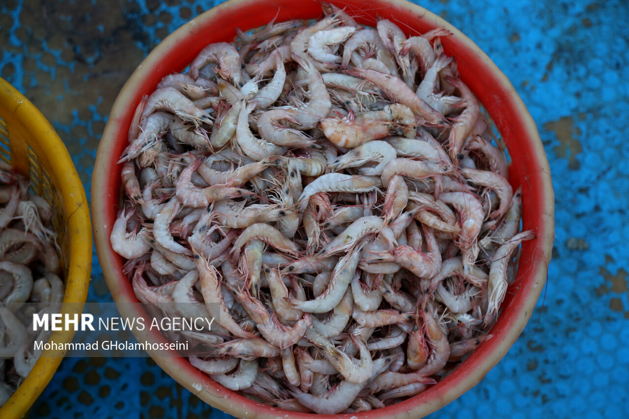 ذخایر دریا محدود است/لزوم توسعه آبزیپروری و برخورد با صیدغیرمجاز