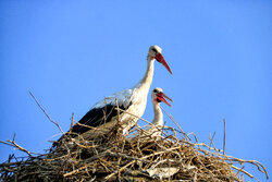 Storks living in Khvoshinan-e Olya village