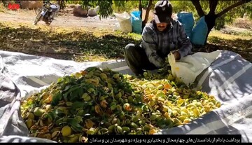 برداشت بادام از بادامستان‌های چهارمحال و بختیاری