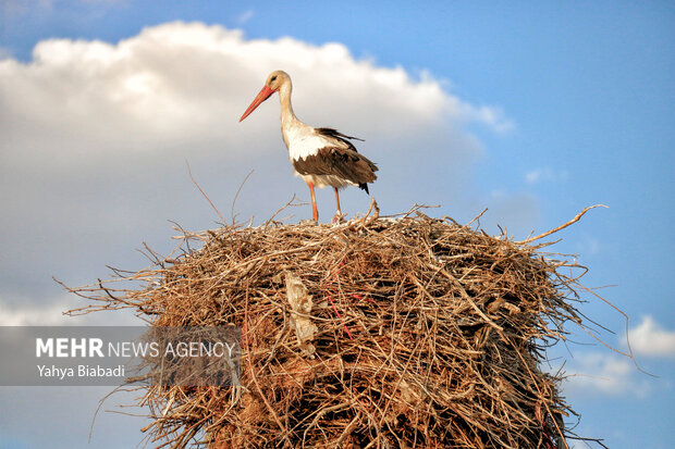 زیستگاه لکلکها در کردستان ثبت ملی شد