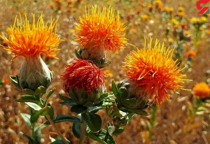 سازگاری بالای دانه گلرنگ با اقلیم خشک و نیمهخشک ایران