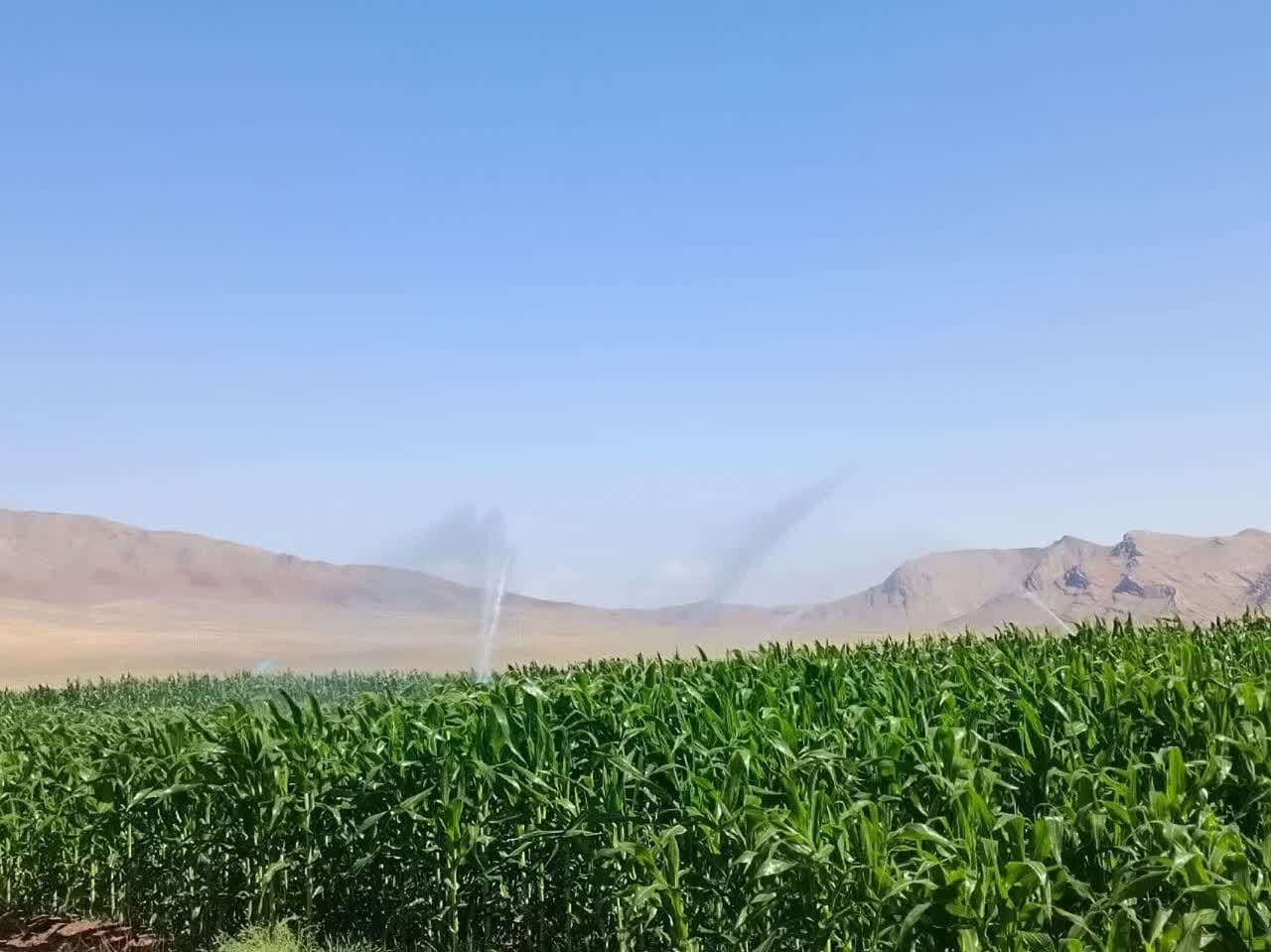 هجوم آفت ناشناخته به مزارع ذرت ارزوئیه/ دست کشاورزان خالی شد