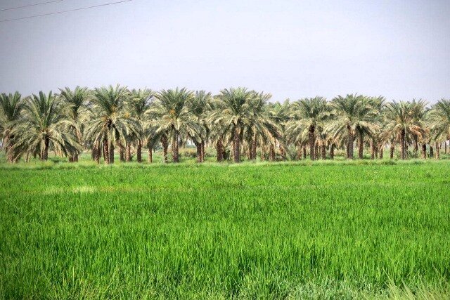 همجواری نخلستان و شالیزار/ «اسماعیلیه» ظرفیت بزرگ گردشگری پایدار