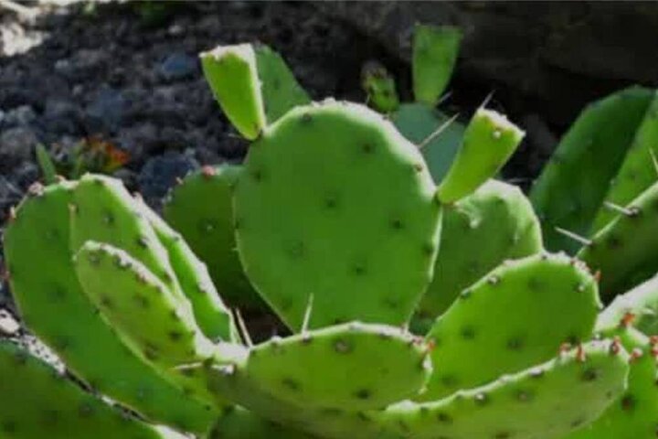 «کاکتوس آپونتیا» برای اولین بار در دشتستان کشت شد «کاکتوس آپونتیا» برای اولین بار در دشتستان کشت شد