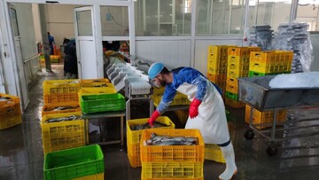 صادرات ماهی قزل‌آلا از چهارمحال و بختیاری به کشورهای منطقه