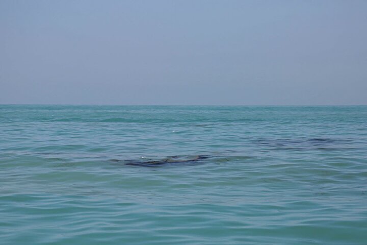 نشت نفت در ساحل گناوه پایان یافت/ لزوم پیشگیری از تکرار آلودگی نشت نفت در ساحل گناوه پایان یافت/ لزوم پیشگیری از تکرار آلودگی