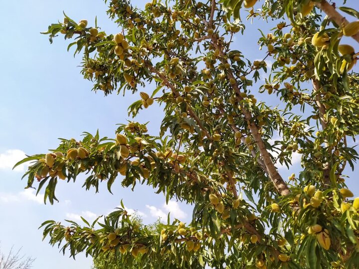 تجاری سازی «بادام» ایران ضرورتی در محاق