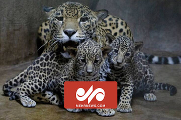Cute Baby White Jaguars The Magic Of God Of Life Of Motherhood And