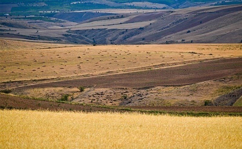 بلوک بندی اراضی کشاورزی/ بذر در مازندران تولید می شود