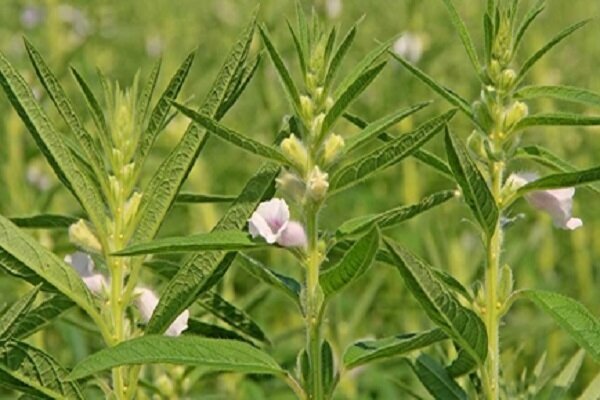 تولید بذر کنجد در استان بوشهر ساماندهی می‌شود