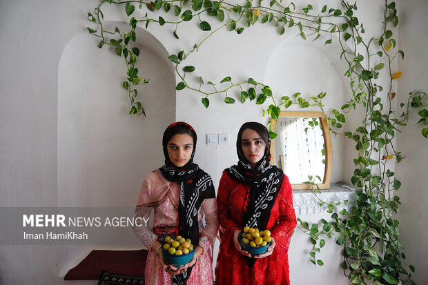 دومین جشنواره برداشت آلو در روستای «حیدره قاضی خان»