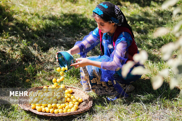 دومین جشنواره برداشت آلو در روستای «حیدره قاضی خان»