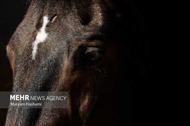 اتفاقی که برای اولین بار در سوارکاری ایران رخ می دهد