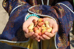 تولید سالانه ۱۶۰ تن پسته در آذرشهر