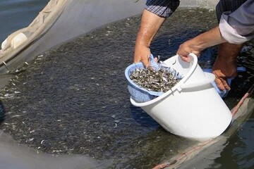 ۴۸۰ تن ماهی تیلاپیا در یزد تولید شد