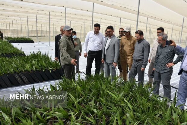 نخلستان «مَجول»  با حمایت دستگاه قضایی در بشاگرد احداث می شود