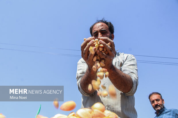 جشنواره پسته قشلاق شهرستان آذرشهر