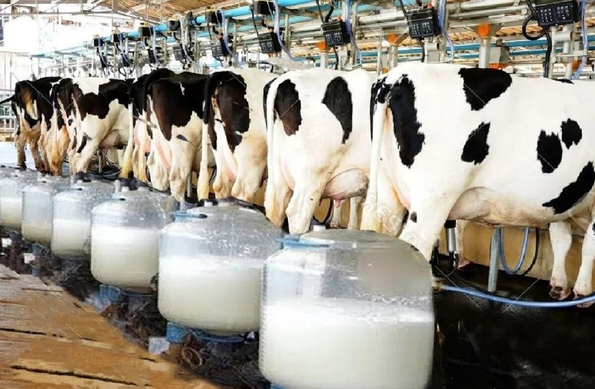 صادرات بیش از ۲ میلیون تن شیر و محصولات لبنی از کشور