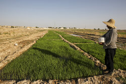 خودکفایی و کاهش خروج ارز دو کارکرد واگذاری اراضی دولت به کشاورزان
