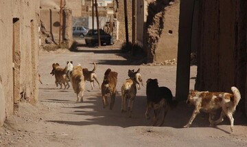 جولان سگ های ولگرد در شهر دهدشت/ شهرداری پیگیری کند