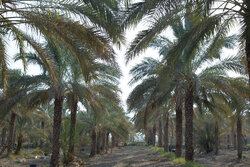 کاشت نخل جدید در ۱۱۰ هکتار از اراضی خرمشهر انجام شد