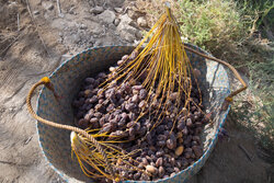 خرمای دشتستان در راه بازارهای جهانی/ «عمان» مشتری جدید