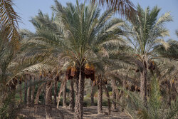 Harvesting dates from Bushehr's "Ab Pakhsh" palm orchards