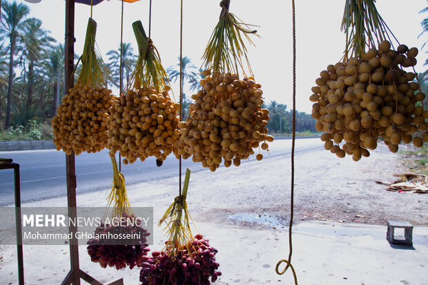 «کبکاب» نیازمند ارتقای کیفیت/ خرمای استان بوشهر بیشتر معرفی شود