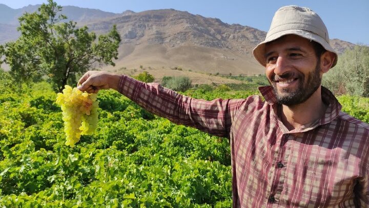 اولین جشنواره انگور چهارمحال و بختیاری برگزار می‌شود