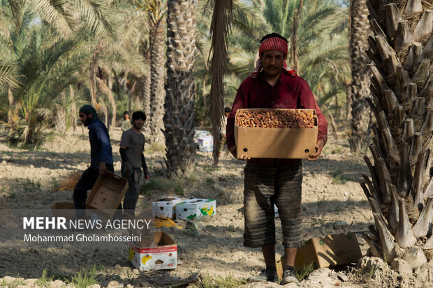  برداشت خرما از نخلستان‌های «آبپخش» بوشهر