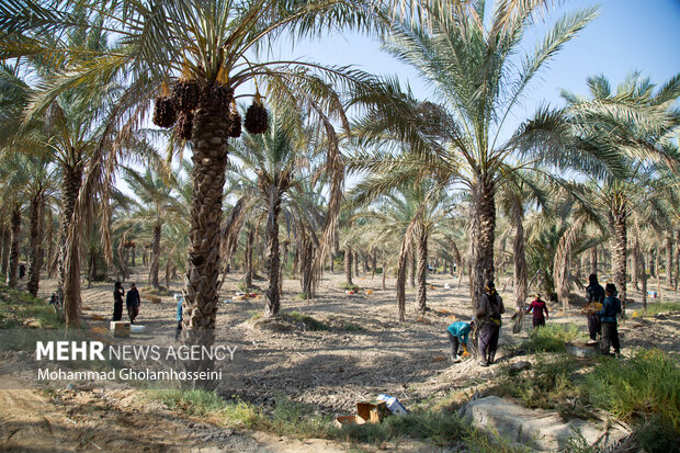 وجود ۳۳۰۰ هکتار باغات نخل در کارون وجود ۳۳۰۰ هکتار باغات نخل در کارون