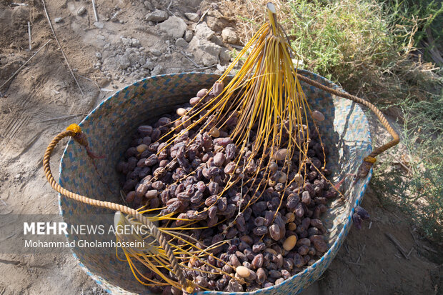 خرمای دشتستان در راه بازارهای جهانی/ «عمان» مشتری جدید 