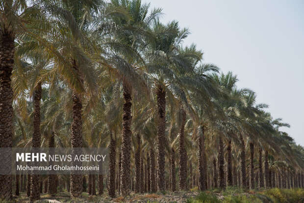 اینجا نخلها ایستاده میمیرند؛ نسخه شفابخشی به نام «سد دالکی»