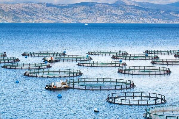 طرح‌های پرورش ماهی در نوار ساحلی استان بوشهر توسعه می‌یابد