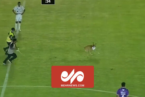 ورود یک سگ بازیگوش به زمین بازی در لیگ فوتبال مکزیک