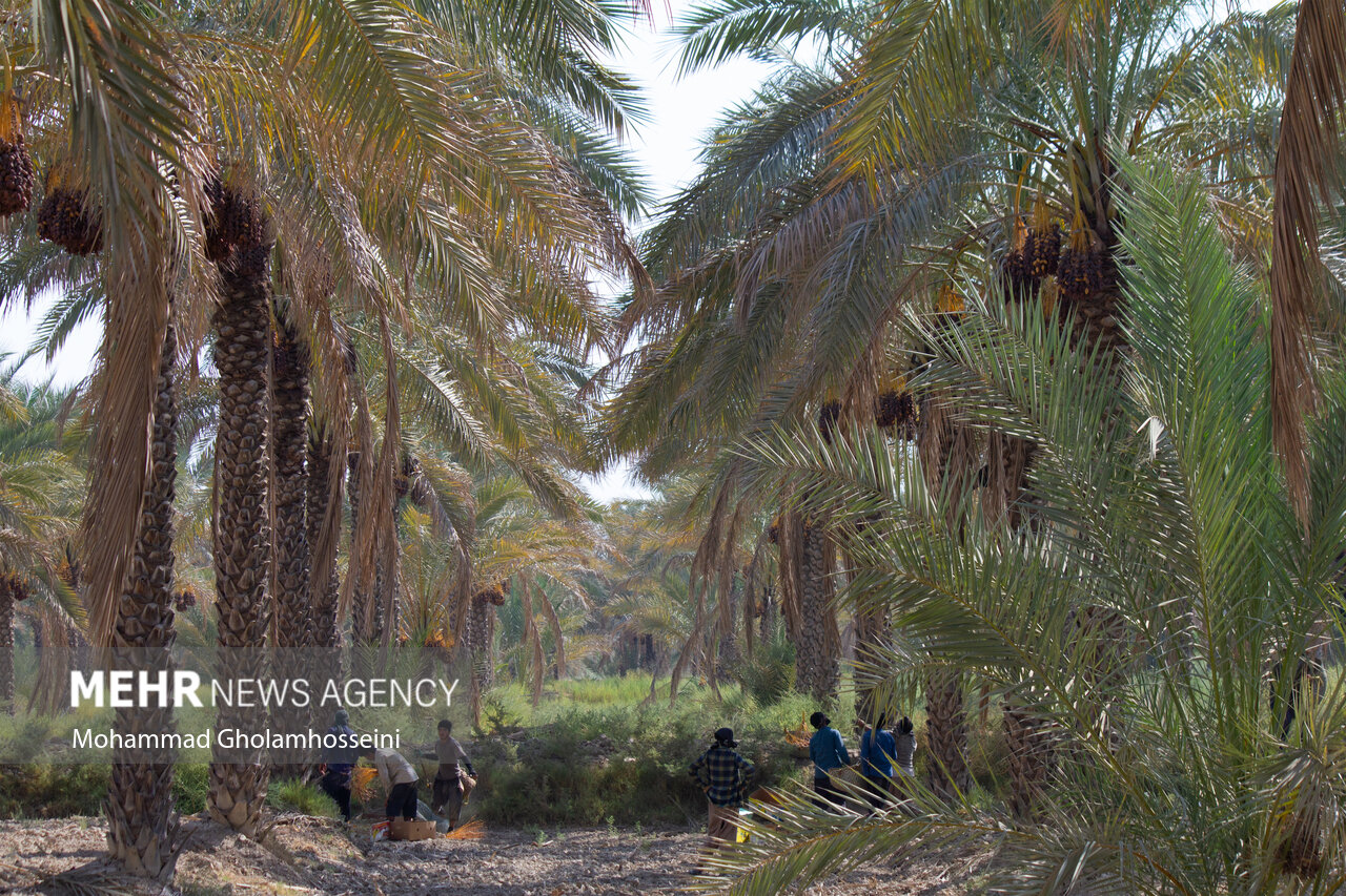 خرمای استان بوشهر حمایت شود/ تقویت صادرات با ثبت جهانی «کبکاب»