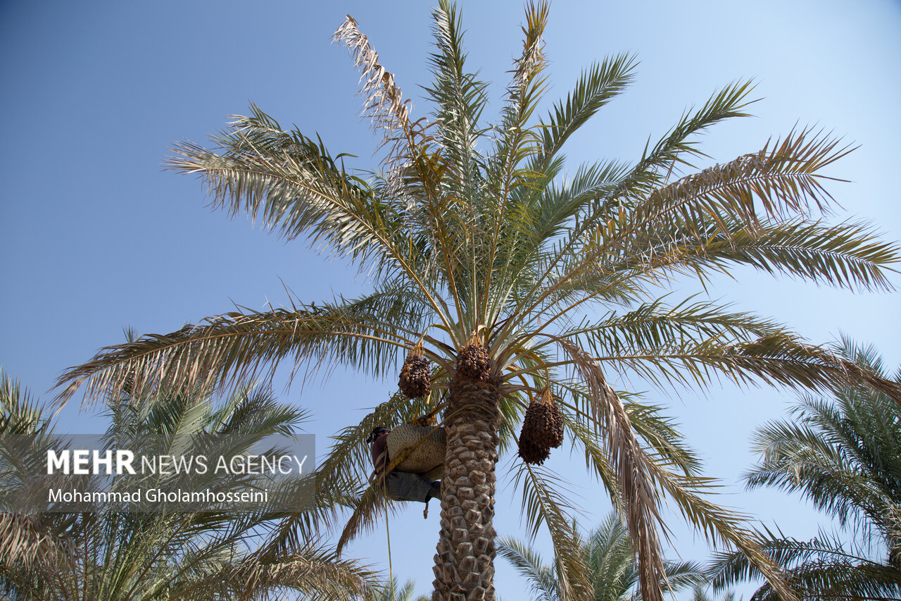 خرما محصول مزیتی استان بوشهر/ صنایع تبدیلی و فرآوری گسترش یابد