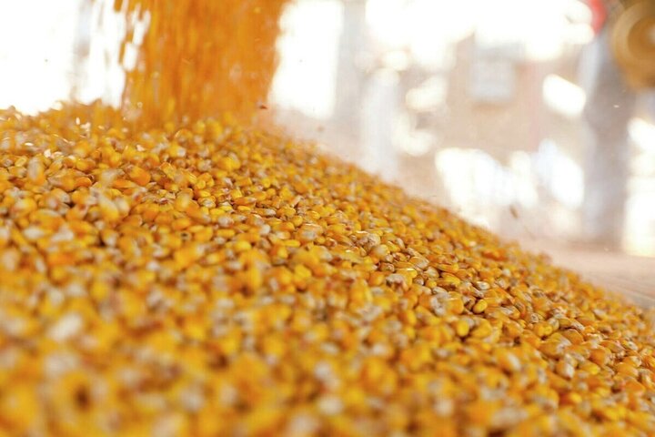 بیش از ۵۱ تن ذرت قاچاق در کنگاور کشف شد