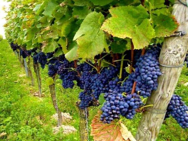 ۱۰ هزار تُن انگور دیم از تاکستانهای کامیاران برداشت میشود