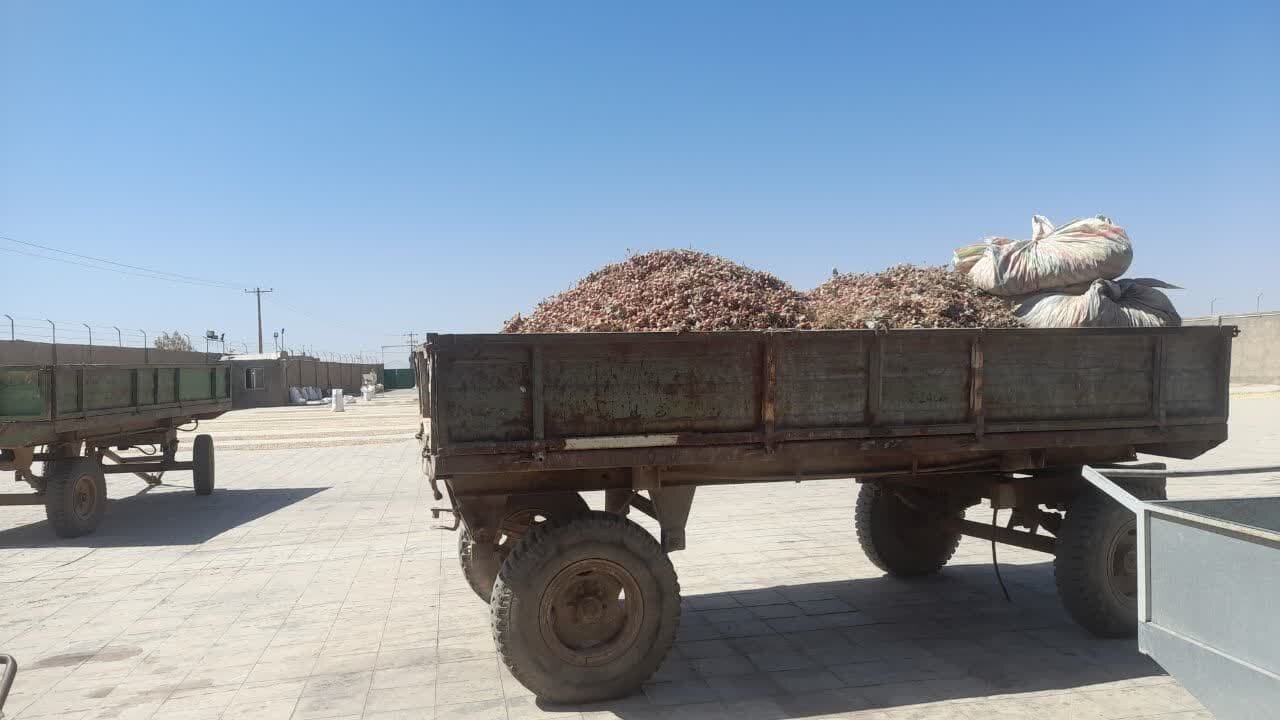 پسته قربانی دلار شد/رقابت ایران و آمریکا در بازار جهانی