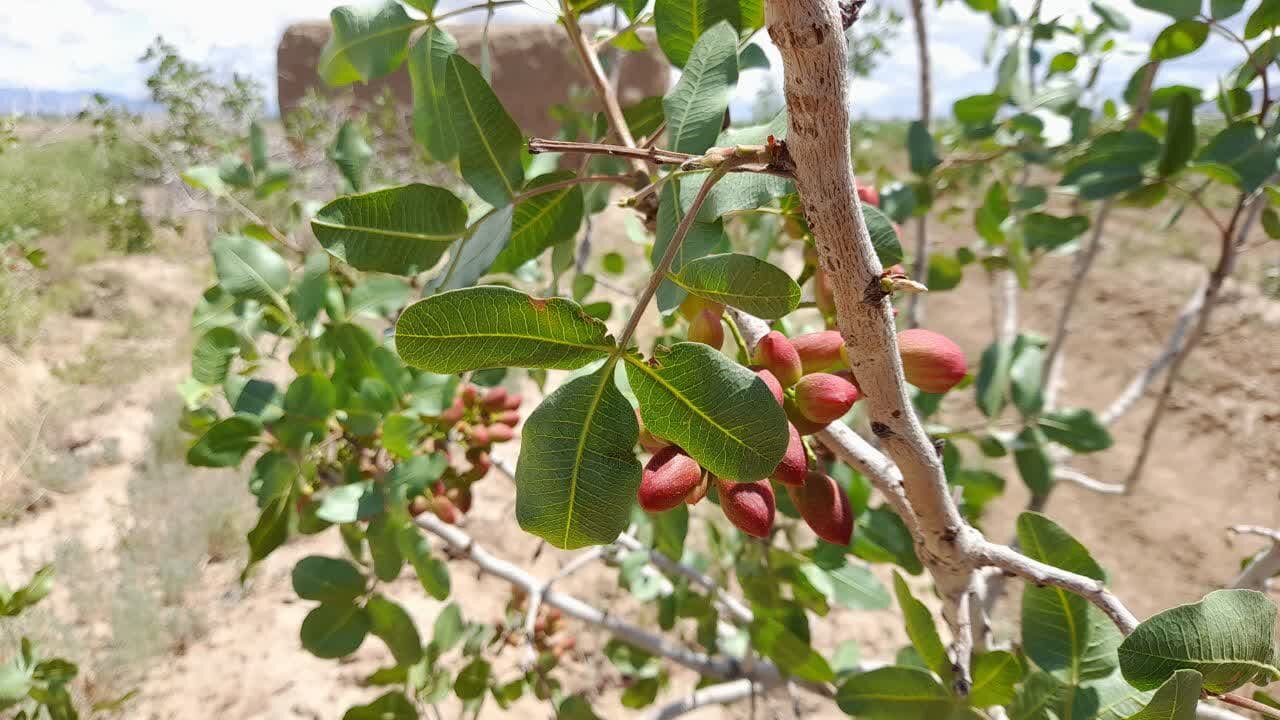 پسته قربانی دلار شد/رقابت ایران و آمریکا در بازار جهانی