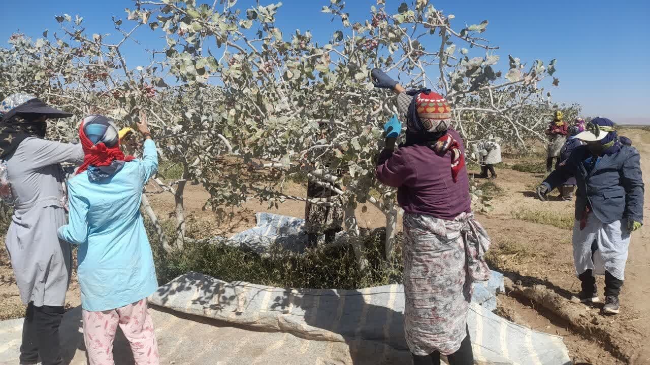 پسته قربانی دلار شد/رقابت ایران و آمریکا در بازار جهانی