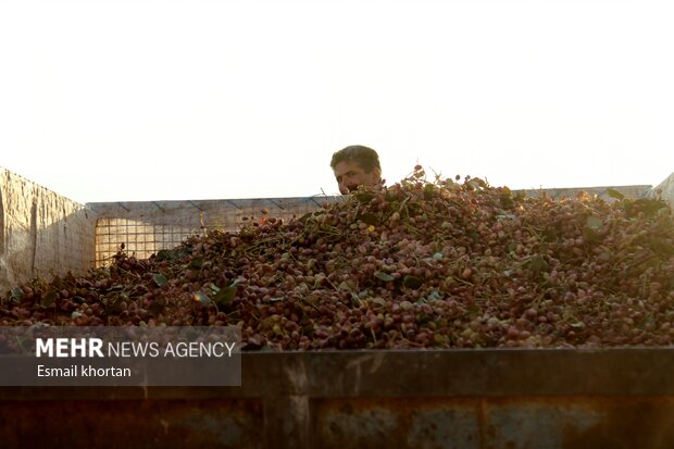 بازار پسته در کرمان سکه شد/ هزاران نفر در حال تلاش شبانه روزی