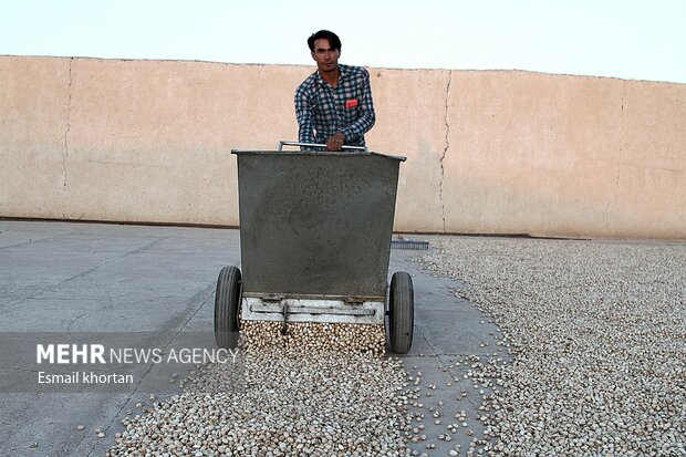بازار پسته در کرمان سکه شد/ هزاران نفر در حال تلاش شبانه روزی