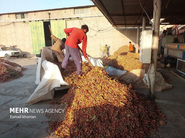 بازار پسته در کرمان سکه شد/ هزاران نفر در حال تلاش شبانه روزی