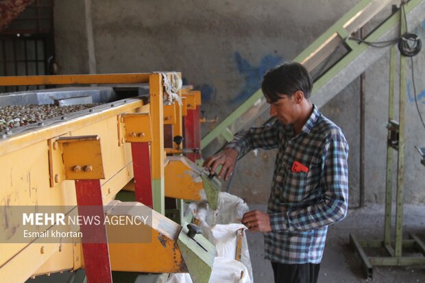 بازار پسته در کرمان سکه شد/ هزاران نفر در حال تلاش شبانه روزی