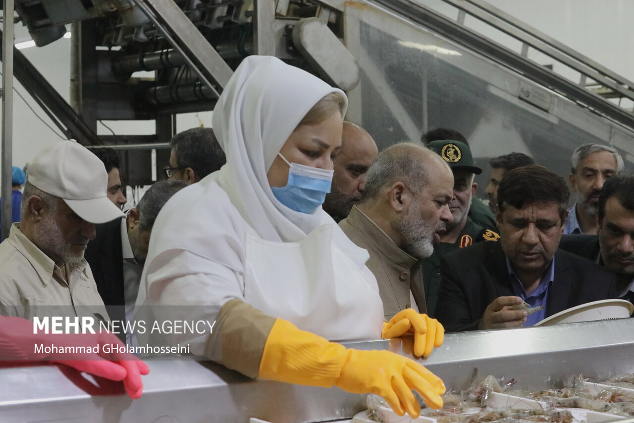 از میان موجها تا دل خانوادهها؛ میگوی گمیشان عامل توسعه و ارزآوری